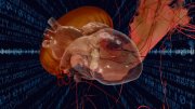 A bioengineered virtual human heart overlaid with jellyfish-like structures, symbolizing cardiac designs inspired by jellyfish motion