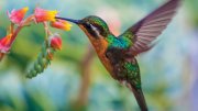 A colorful hummingbird hovering by vibrant flowers.
