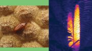 A close-up of a beetle on the textured surface of a cycad cone and cycad cones seen in infrared silhouette.