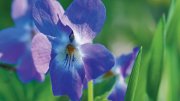 Purple violet flower with vibrant petals surrounded by green foliage.