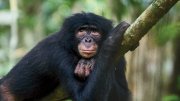 A black primate hanging lazily on a branch in a lush green forest.