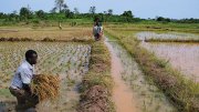 Farmer harvesting rice in a flooded paddy field, with others working and observing in the background.