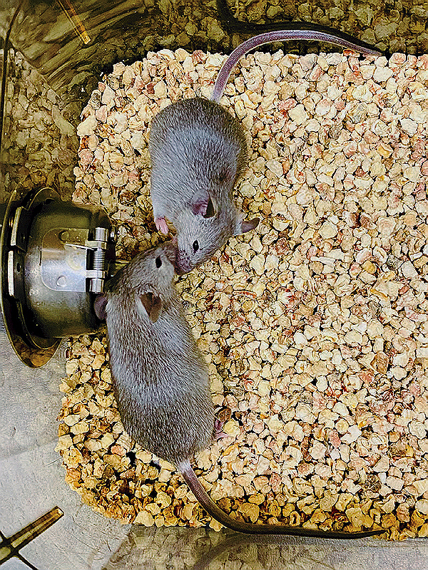 Two gray mice in a cage with wood chip bedding, nuzzling each other near a metal water dispenser.