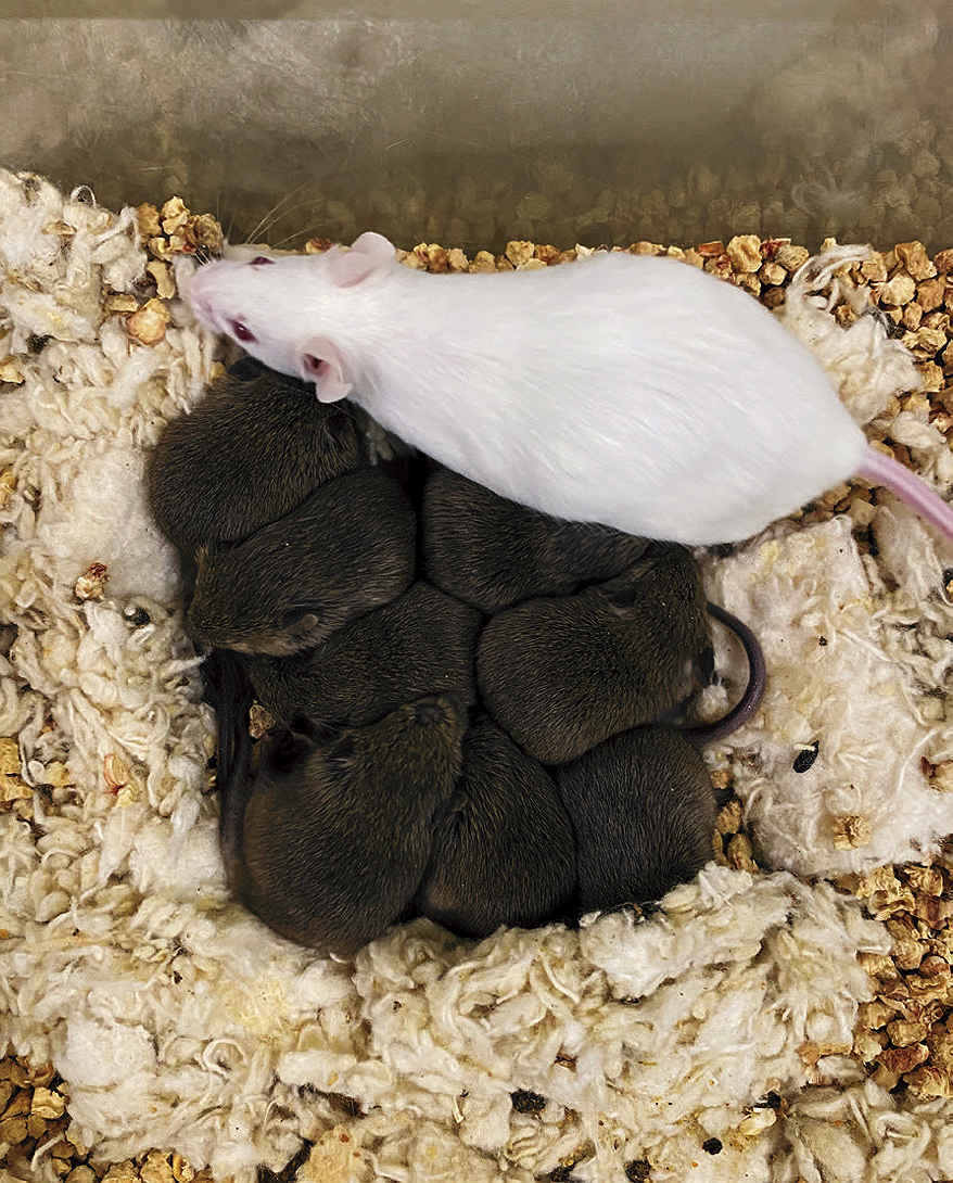 A white mother mouse rests beside a cluster of her sleeping brown pups on soft bedding in a cage.