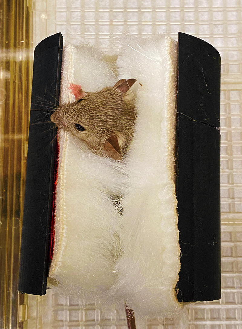 A mouse nestled inside a soft, cushioned holder with its head poking out, positioned within a plastic enclosure.