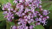 An extract of the blue evergreen hydrangea suppresses autoimmune reactions.