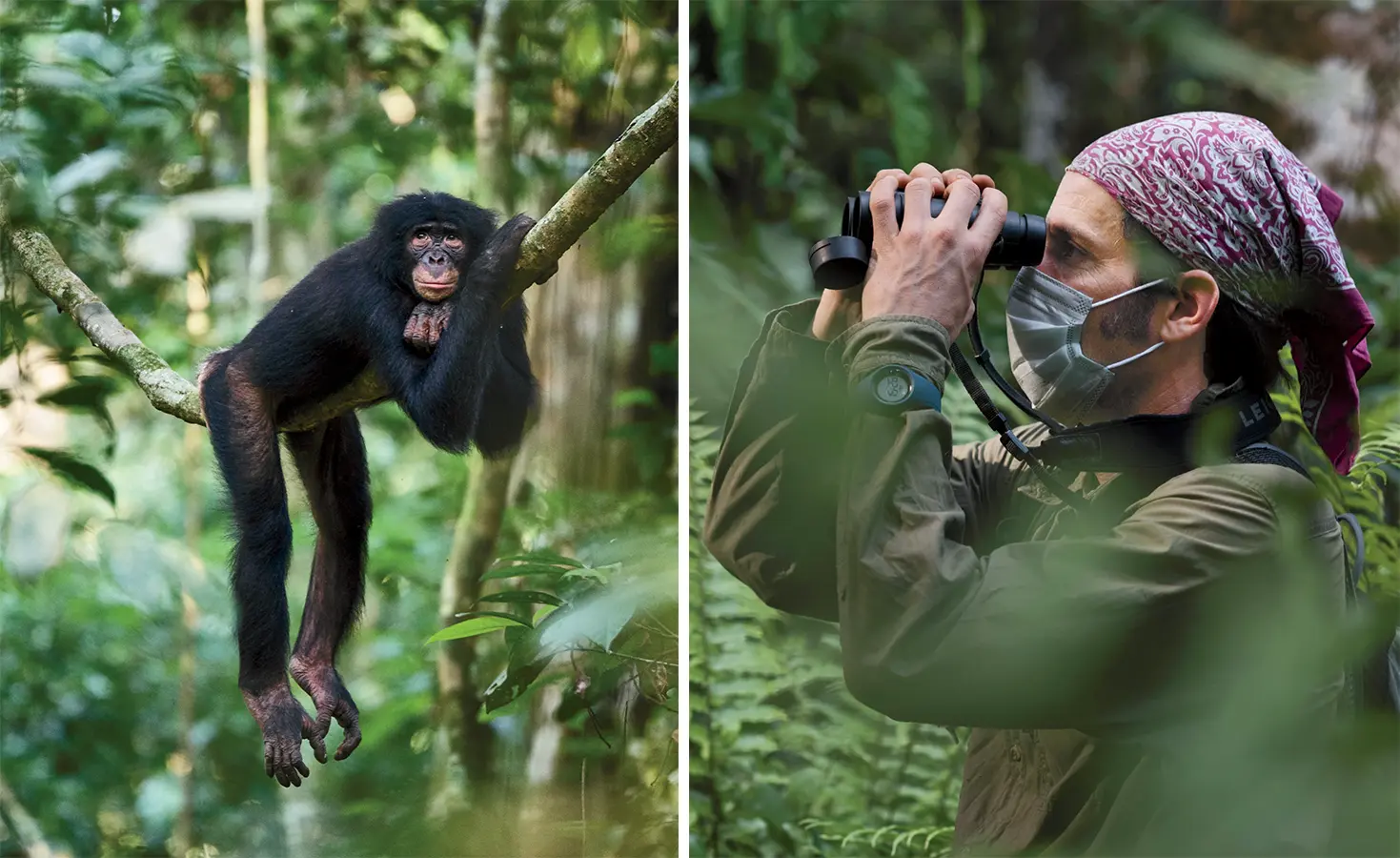 Bonobo hanging from tree branch; researcher using binoculars in forest.