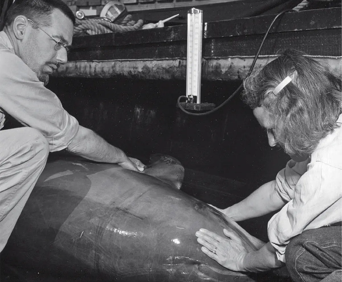 William Schevill and Barbara Lawrence examining a bottlenose dolphin in a tank, with measuring equipment nearby.