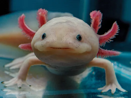 An axolotl with a pale body and pink frilly gills, looking directly at the viewer.