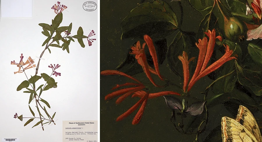 Botanical specimen and detail of a painting of trumpet-shaped coral honeysuckle flowers.